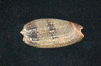 藏品(大榧螺)的圖片